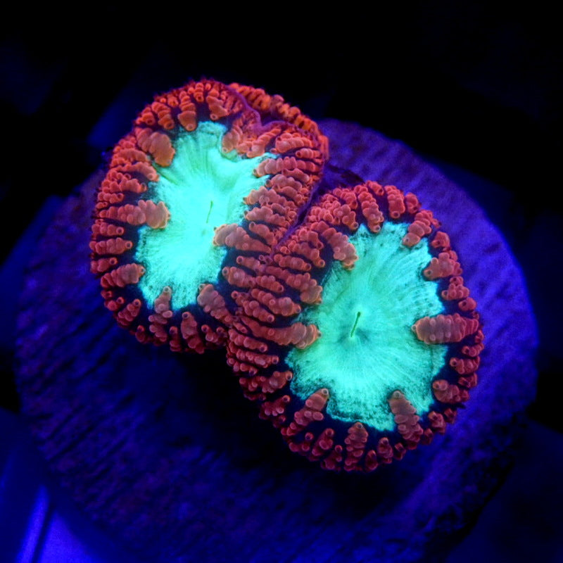 Red & Green Blastomussa WYSIWYG Blasto 1125