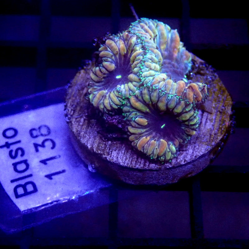 Ultra Blastomussa Coral Frag WYSIWYG Blasto 1138