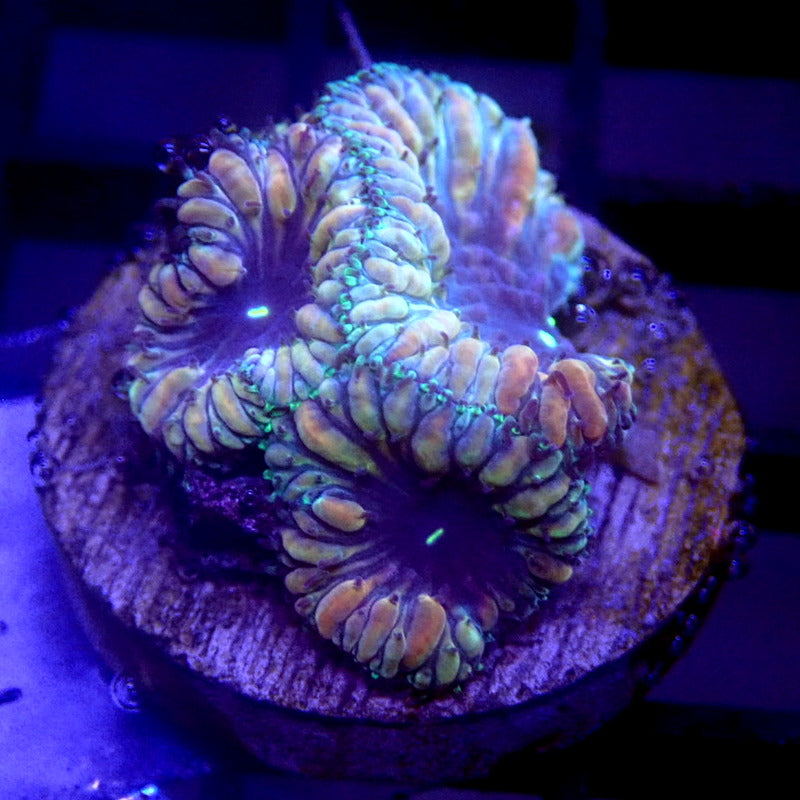 Ultra Blastomussa Coral Frag WYSIWYG Blasto 1138