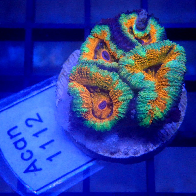 Aussie Orange Acan Frag WYSIWYG Acan 1112