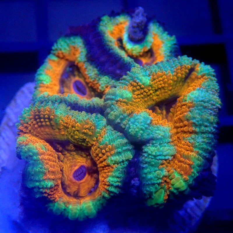 Aussie Orange Acan Frag WYSIWYG Acan 1112