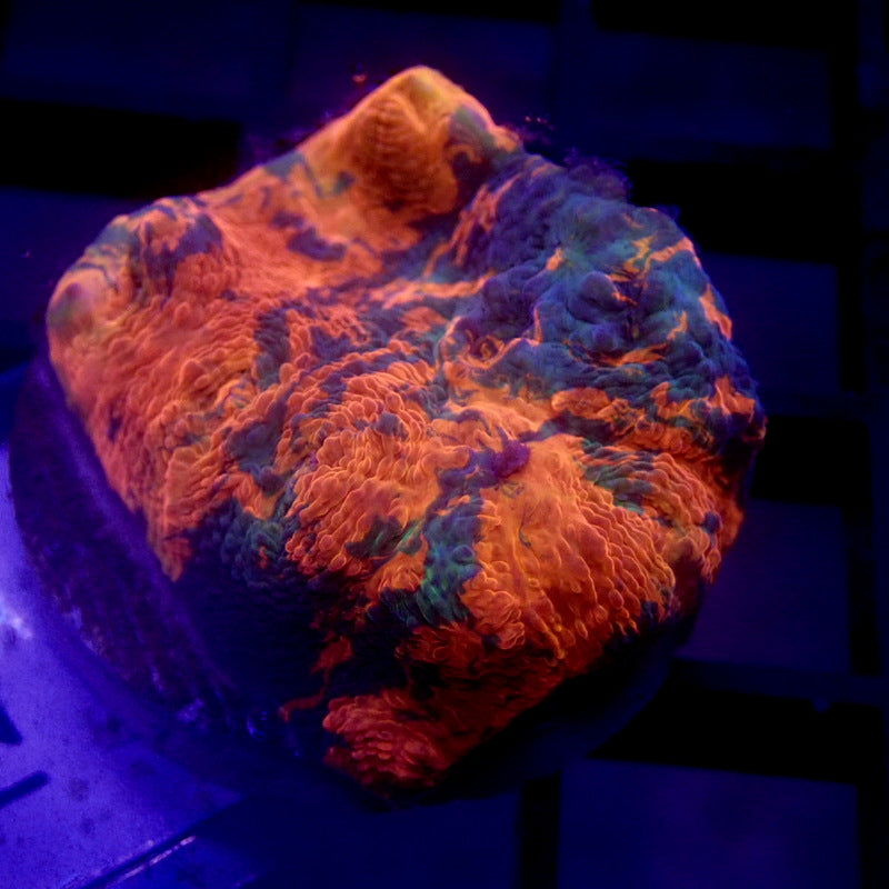 Orange and Green Chalice Coral WYSIWYG Chalice 1233