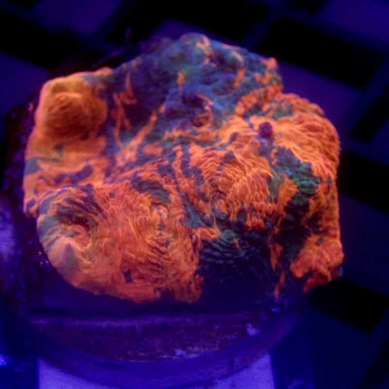 Orange and Green Chalice Coral WYSIWYG Chalice 1233