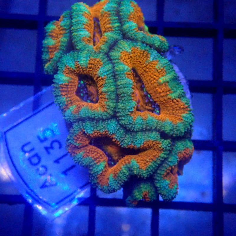 Orange Aussie Acan Frag WYSIWYG Acan 1135