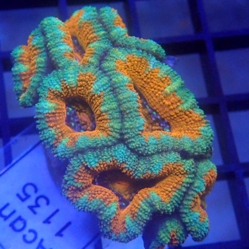 Orange Aussie Acan Frag WYSIWYG Acan 1135