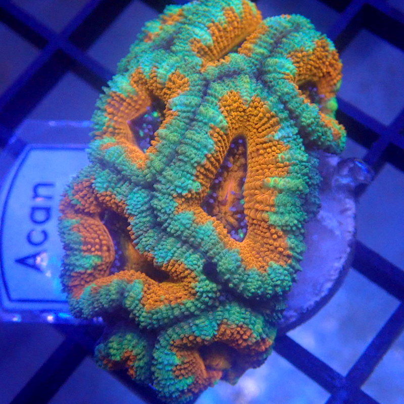 Orange Aussie Acan Frag WYSIWYG Acan 1135