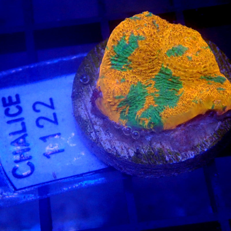 Orange & Green Chalice Coral Frag WYSIWYG Chalice 1122