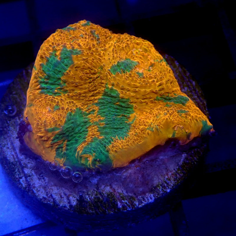 Orange & Green Chalice Coral Frag WYSIWYG Chalice 1122