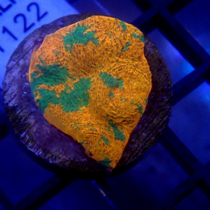 Orange & Green Chalice Coral Frag WYSIWYG Chalice 1122