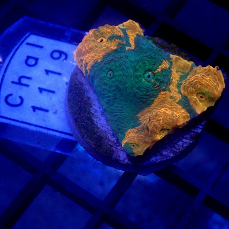 Orange & Green Chalice Frag WYSIWYG Chalice 1119