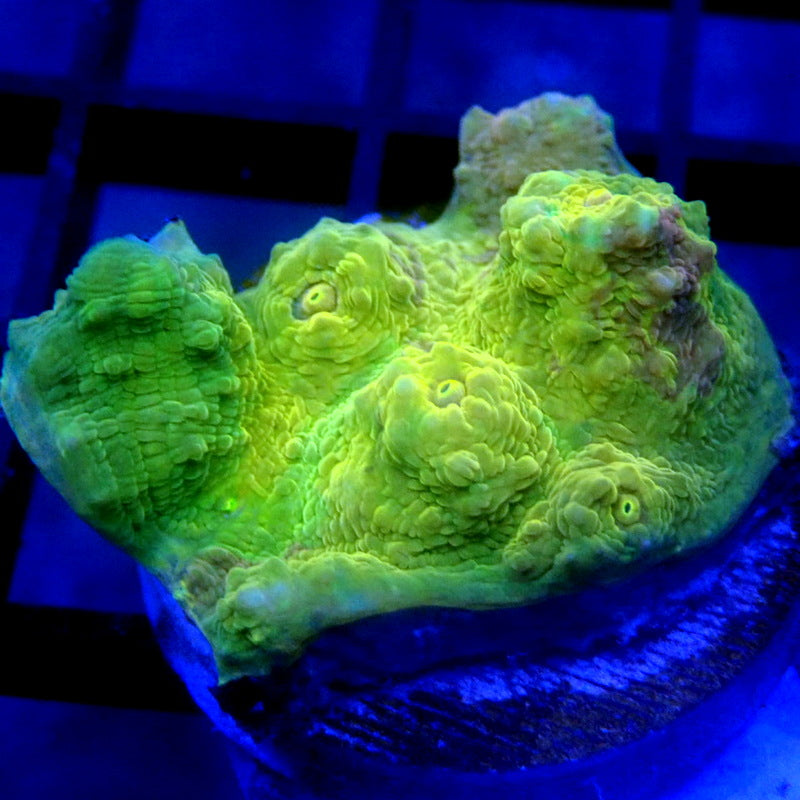RARE Gold Chalice Coral WYSIWYG Chal 1108