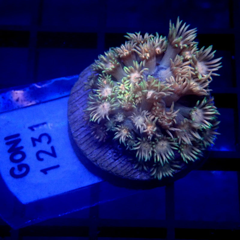 Rainbow Goniopora WYSIWYG Goni 1231