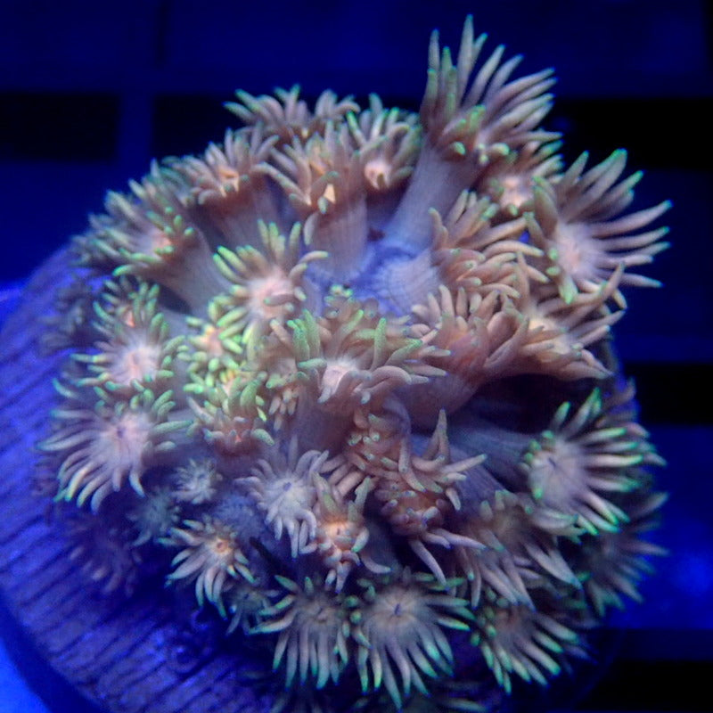 Rainbow Goniopora WYSIWYG Goni 1231
