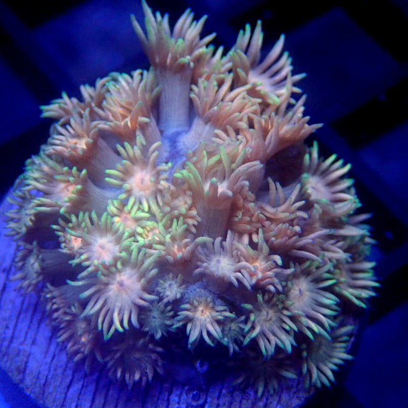 Rainbow Goniopora WYSIWYG Goni 1231