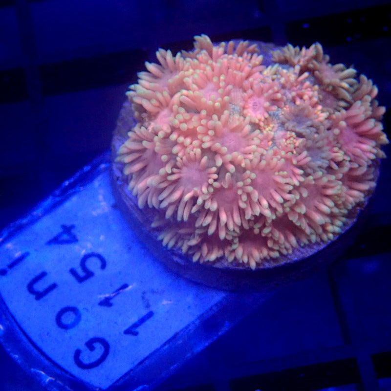 ULTRA Pink Goniopora WYSIWYG Goni 1154