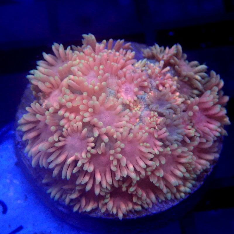 ULTRA Pink Goniopora WYSIWYG Goni 1154
