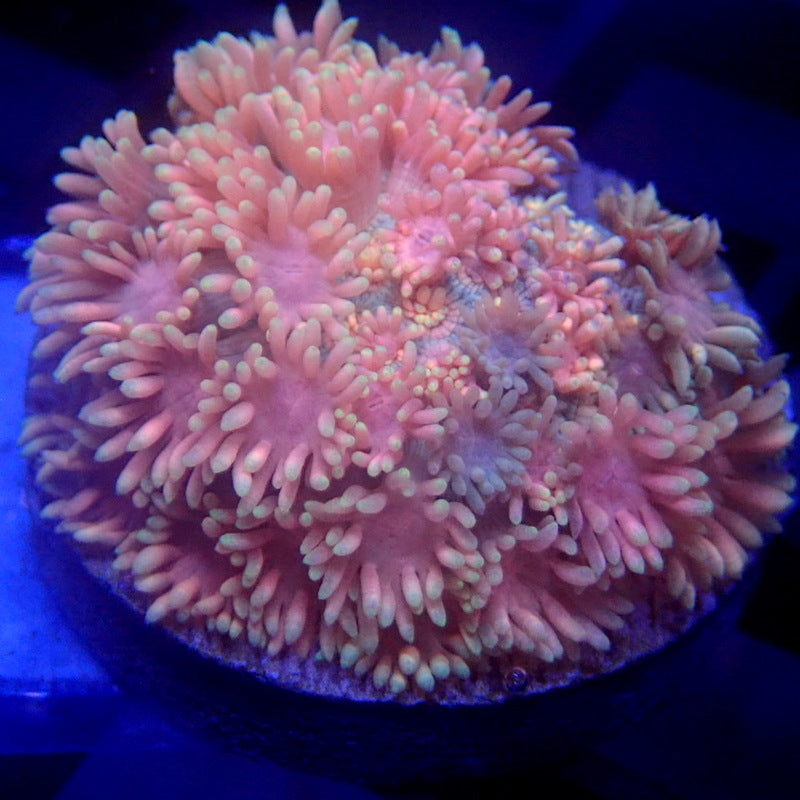 ULTRA Pink Goniopora WYSIWYG Goni 1154