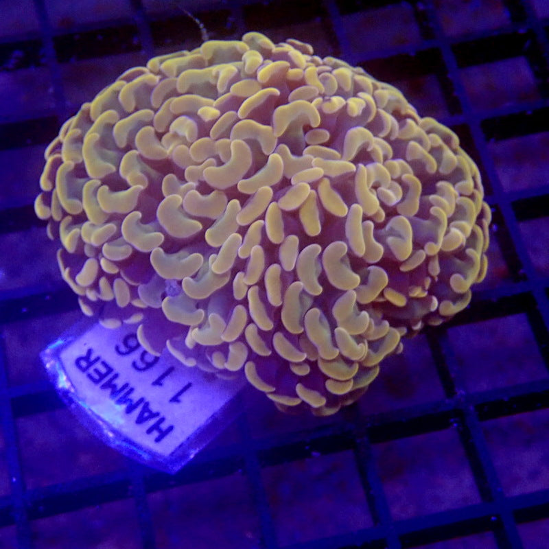Malaysian Branching Gold Hammer WYSIWYG Hammer 1166