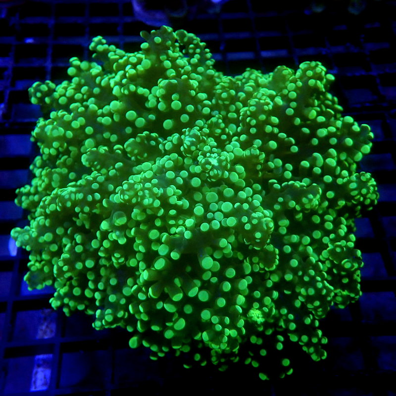 Neon Green Octospawn WYSIWYG Frog 1190