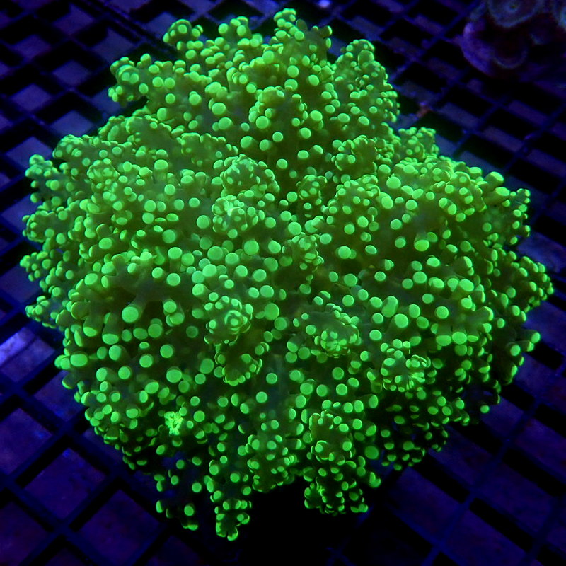 Neon Green Octospawn WYSIWYG Frog 1190