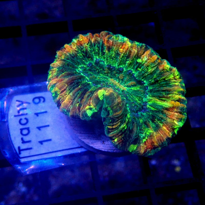 Green with Red Ring Trachyphyllia WYSIWYG Trachy 1119