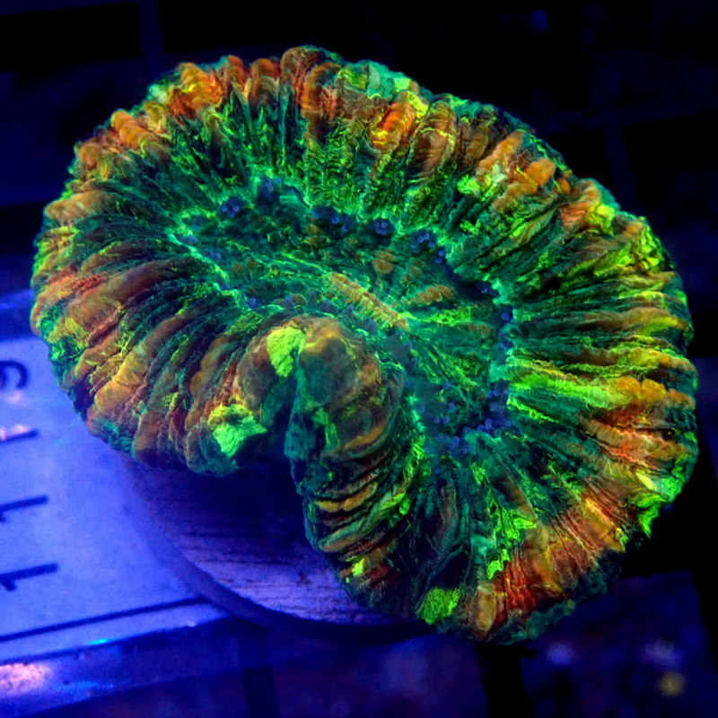Green with Red Ring Trachyphyllia WYSIWYG Trachy 1119