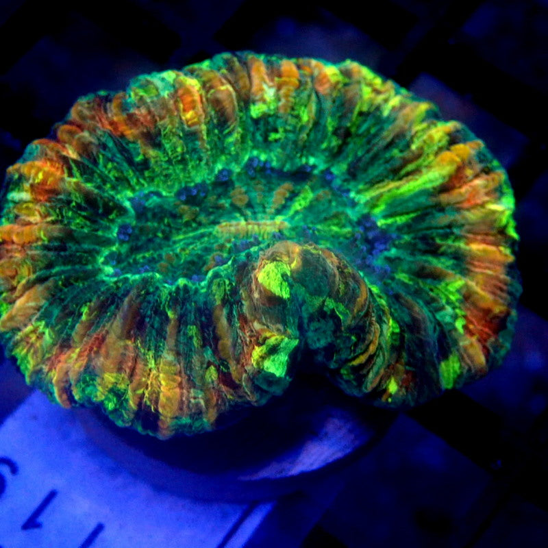 Green with Red Ring Trachyphyllia WYSIWYG Trachy 1119