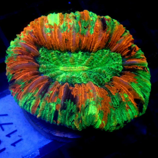 Green & Red Trachy WYSIWYG Trachy 1128