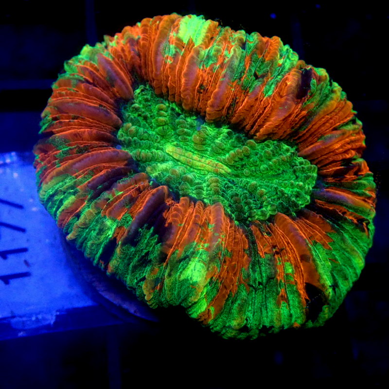 Green & Red Trachy WYSIWYG Trachy 1128