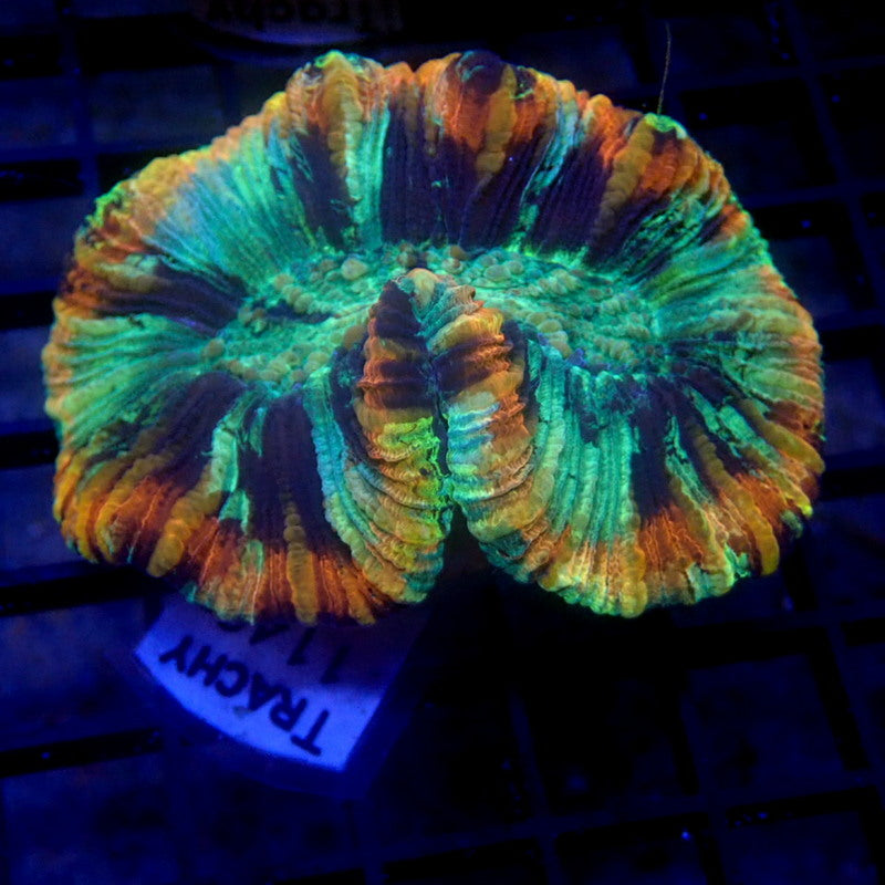 Rainbow Ring Trachyphyllia WYSIWYG Trachy 1140