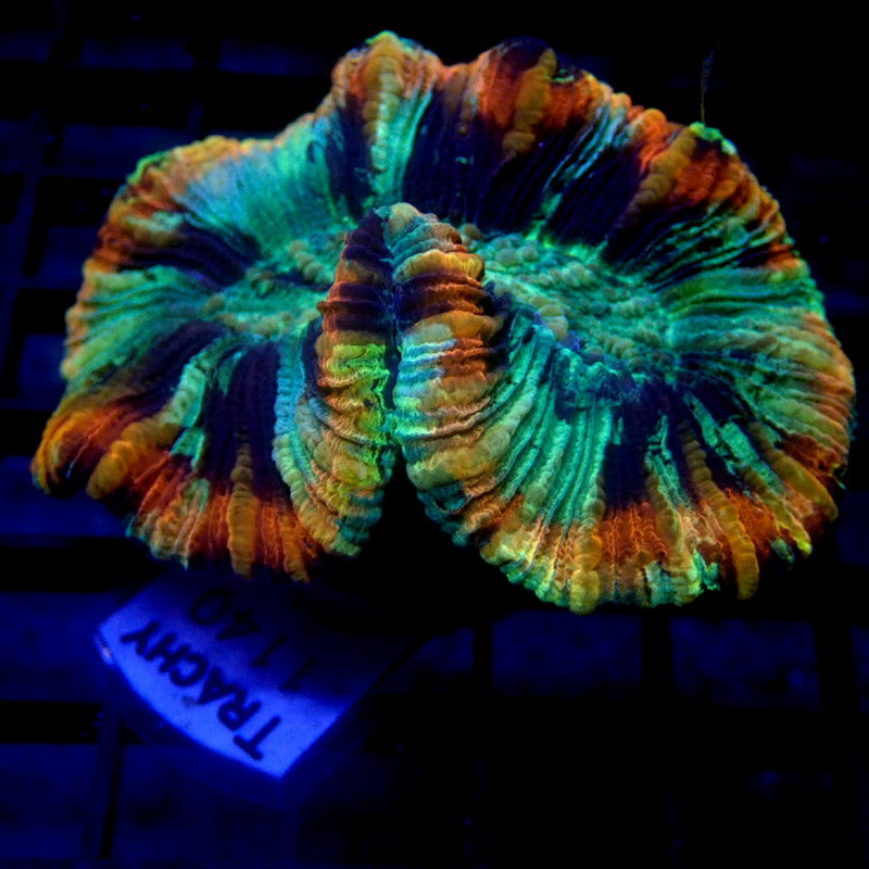 Rainbow Ring Trachyphyllia WYSIWYG Trachy 1140