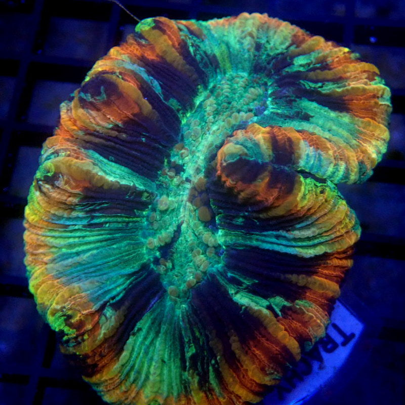 Rainbow Ring Trachyphyllia WYSIWYG Trachy 1140