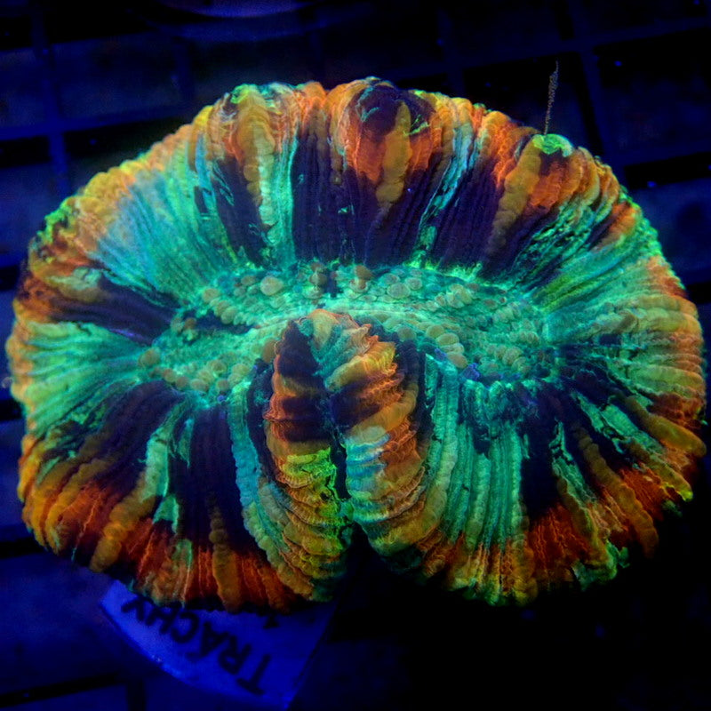 Rainbow Ring Trachyphyllia WYSIWYG Trachy 1140