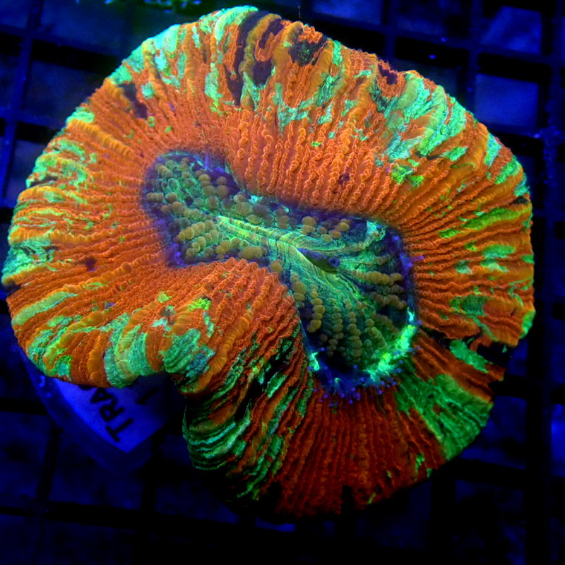 Ultra Trachyphyllia WYSIWYG Trachy 1165