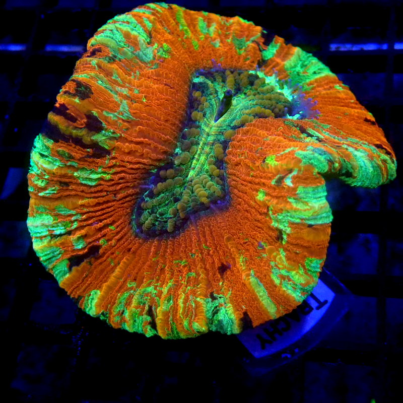 Ultra Trachyphyllia WYSIWYG Trachy 1165