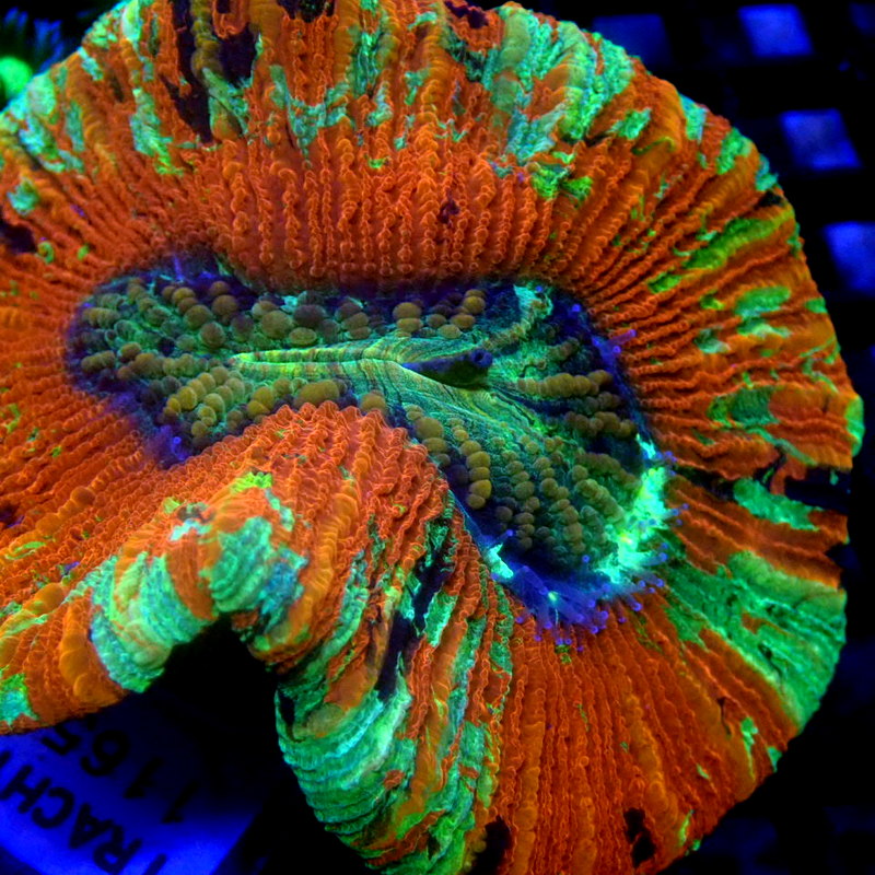 Ultra Trachyphyllia WYSIWYG Trachy 1165