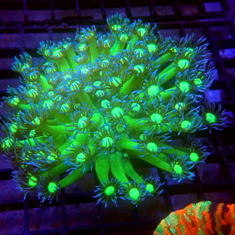 Extra Long Tentacle Goniopora WYSIWYG #62