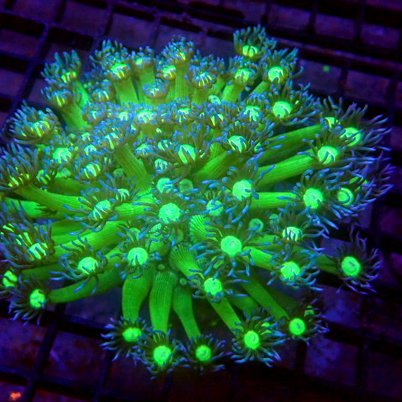 Extra Long Tentacle Goniopora WYSIWYG #62