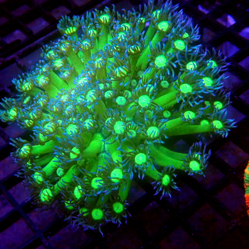 Extra Long Tentacle Goniopora WYSIWYG #62