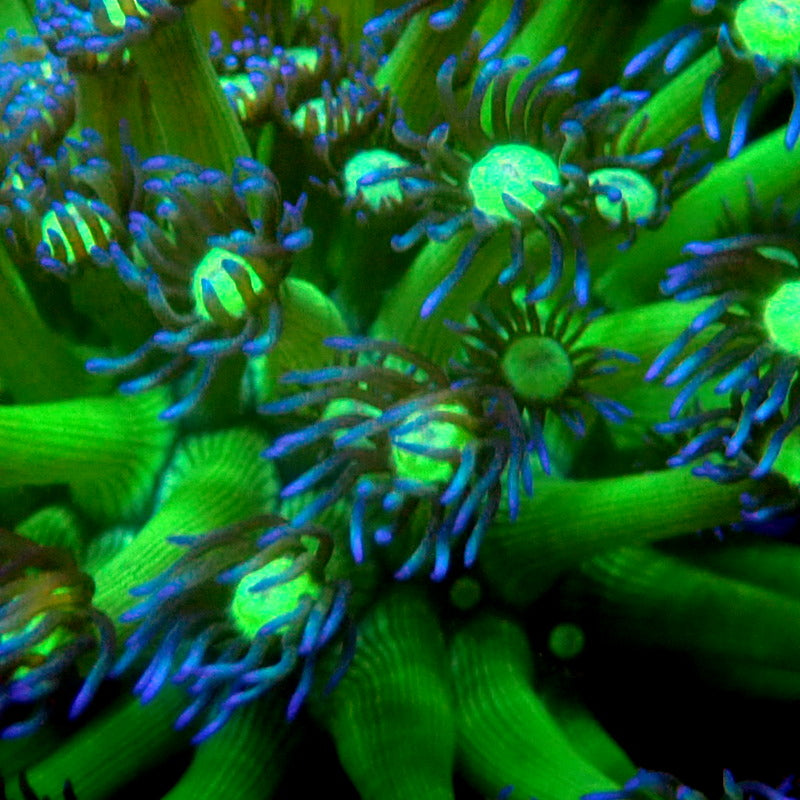 Extra Long Tentacle Goniopora WYSIWYG #62