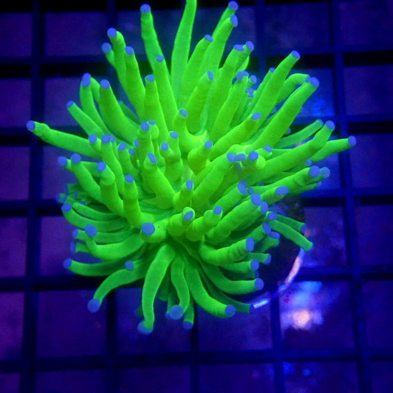 Neon Green Blue Tip Malaysian Torch WYSIWYG Torch 1015