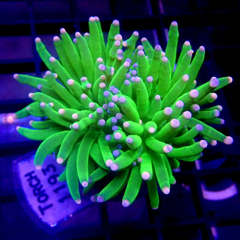 Malaysian Cotton Candy Torch Coral WYSIWYG Torch 1193