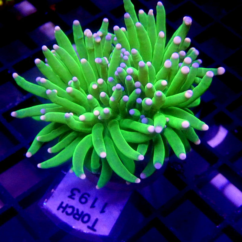 Malaysian Cotton Candy Torch Coral WYSIWYG Torch 1193