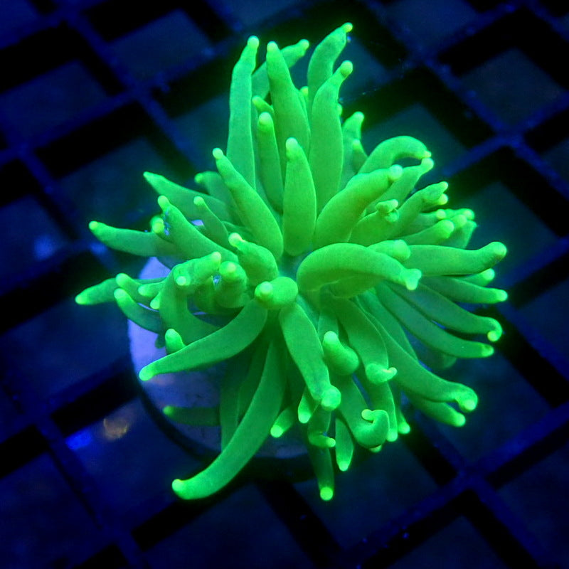 Malaysian Neon Green Torch Coral WYSIWYG Torch 1219