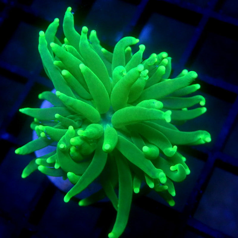 Malaysian Neon Green Torch Coral WYSIWYG Torch 1219