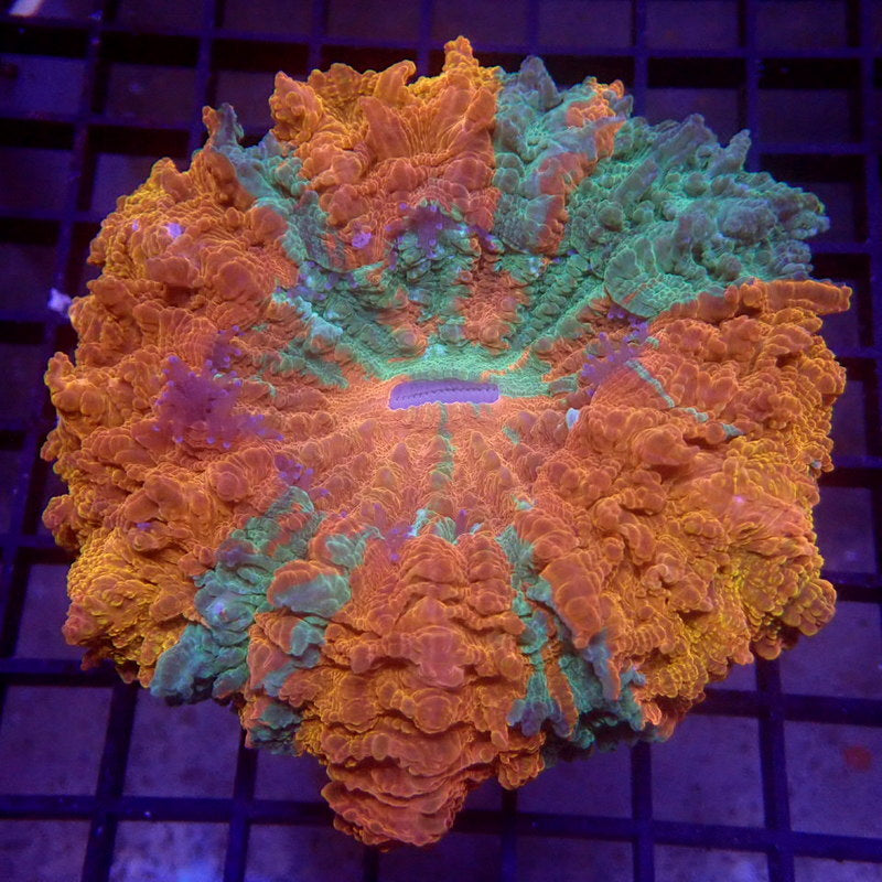 ULTRA Orange & Green Acanthophyllia WYSIWYG G6024