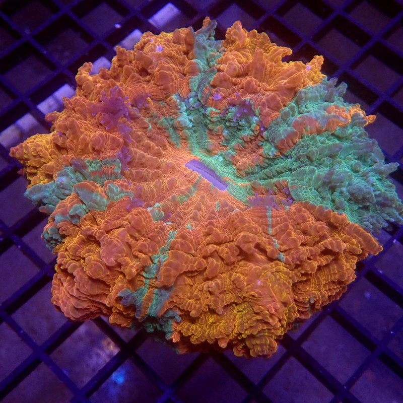 ULTRA Orange & Green Acanthophyllia WYSIWYG G6024