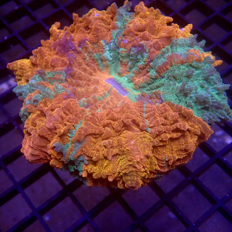 ULTRA Orange & Green Acanthophyllia WYSIWYG G6024