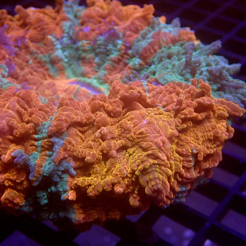 ULTRA Orange & Green Acanthophyllia WYSIWYG G6024