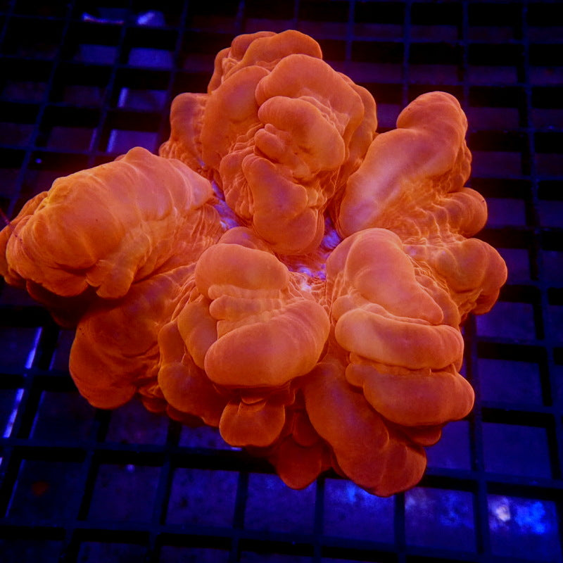 LARGE Bubbly Red Cynarina WYSIWYG G6026